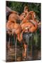 USA, Florida, Orlando. Pink Flamingos at Gatorland.-Jim Engelbrecht-Mounted Photographic Print