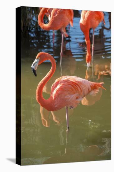 USA, Florida, Orlando. Pink Flamingos at Gatorland.-Lisa S^ Engelbrecht-Stretched Canvas