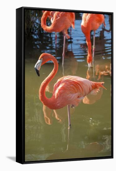 USA, Florida, Orlando. Pink Flamingos at Gatorland.-Lisa S^ Engelbrecht-Framed Stretched Canvas