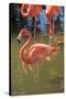 USA, Florida, Orlando. Pink Flamingos at Gatorland.-Lisa S^ Engelbrecht-Stretched Canvas