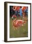 USA, Florida, Orlando. Pink Flamingos at Gatorland.-Lisa S^ Engelbrecht-Framed Photographic Print