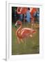 USA, Florida, Orlando. Pink Flamingos at Gatorland.-Lisa S^ Engelbrecht-Framed Photographic Print