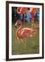 USA, Florida, Orlando. Pink Flamingos at Gatorland.-Lisa S^ Engelbrecht-Framed Photographic Print