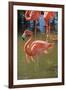 USA, Florida, Orlando. Pink Flamingos at Gatorland.-Lisa S^ Engelbrecht-Framed Photographic Print