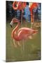 USA, Florida, Orlando. Pink Flamingos at Gatorland.-Lisa S^ Engelbrecht-Mounted Photographic Print