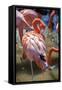 USA, Florida, Orlando. Pink Flamingos at Gatorland.-Lisa S. Engelbrecht-Framed Stretched Canvas