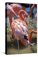 USA, Florida, Orlando. Pink Flamingos at Gatorland.-Lisa S. Engelbrecht-Stretched Canvas