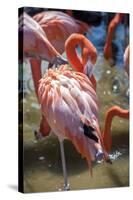 USA, Florida, Orlando. Pink Flamingos at Gatorland.-Lisa S. Engelbrecht-Stretched Canvas