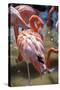 USA, Florida, Orlando. Pink Flamingos at Gatorland.-Lisa S. Engelbrecht-Stretched Canvas