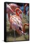 USA, Florida, Orlando. Pink Flamingos at Gatorland.-Lisa S. Engelbrecht-Framed Stretched Canvas