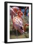 USA, Florida, Orlando. Pink Flamingos at Gatorland.-Lisa S. Engelbrecht-Framed Photographic Print