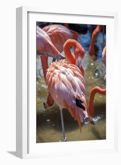 USA, Florida, Orlando. Pink Flamingos at Gatorland.-Lisa S. Engelbrecht-Framed Photographic Print