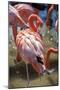 USA, Florida, Orlando. Pink Flamingos at Gatorland.-Lisa S. Engelbrecht-Mounted Photographic Print