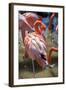 USA, Florida, Orlando. Pink Flamingos at Gatorland.-Lisa S. Engelbrecht-Framed Photographic Print