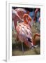 USA, Florida, Orlando. Pink Flamingos at Gatorland.-Lisa S. Engelbrecht-Framed Photographic Print