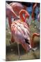 USA, Florida, Orlando. Pink Flamingos at Gatorland.-Lisa S. Engelbrecht-Mounted Photographic Print