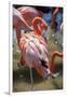 USA, Florida, Orlando. Pink Flamingos at Gatorland.-Lisa S. Engelbrecht-Framed Premium Photographic Print