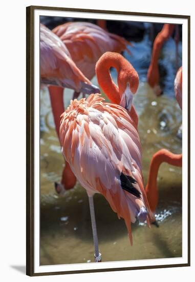 USA, Florida, Orlando. Pink Flamingos at Gatorland.-Lisa S. Engelbrecht-Framed Premium Photographic Print