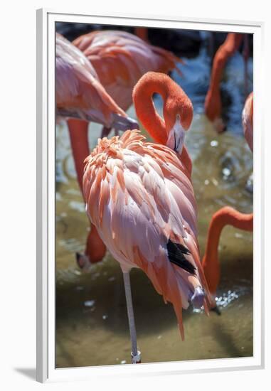 USA, Florida, Orlando. Pink Flamingos at Gatorland.-Lisa S. Engelbrecht-Framed Premium Photographic Print