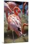 USA, Florida, Orlando. Pink Flamingos at Gatorland.-Lisa S. Engelbrecht-Mounted Premium Photographic Print