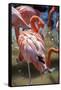 USA, Florida, Orlando. Pink Flamingos at Gatorland.-Lisa S. Engelbrecht-Framed Stretched Canvas