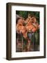 USA, Florida, Orlando. Pink Flamingos at Gatorland.-Jim Engelbrecht-Framed Photographic Print