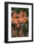 USA, Florida, Orlando. Pink Flamingos at Gatorland.-Jim Engelbrecht-Framed Photographic Print