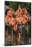 USA, Florida, Orlando. Pink Flamingos at Gatorland.-Jim Engelbrecht-Mounted Photographic Print