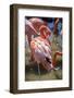 USA, Florida, Orlando. Pink Flamingos at Gatorland.-Lisa S. Engelbrecht-Framed Photographic Print