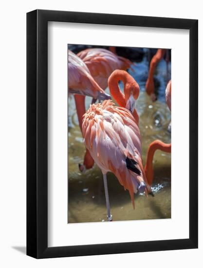 USA, Florida, Orlando. Pink Flamingos at Gatorland.-Lisa S. Engelbrecht-Framed Photographic Print