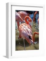 USA, Florida, Orlando. Pink Flamingos at Gatorland.-Lisa S. Engelbrecht-Framed Photographic Print