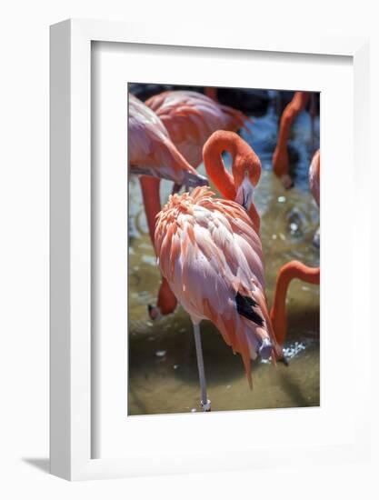 USA, Florida, Orlando. Pink Flamingos at Gatorland.-Lisa S. Engelbrecht-Framed Photographic Print