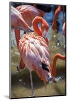 USA, Florida, Orlando. Pink Flamingos at Gatorland.-Lisa S. Engelbrecht-Mounted Photographic Print