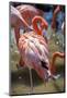 USA, Florida, Orlando. Pink Flamingos at Gatorland.-Lisa S. Engelbrecht-Mounted Photographic Print