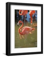 USA, Florida, Orlando. Pink Flamingos at Gatorland.-Lisa S^ Engelbrecht-Framed Photographic Print