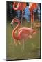USA, Florida, Orlando. Pink Flamingos at Gatorland.-Lisa S^ Engelbrecht-Mounted Photographic Print