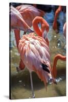 USA, Florida, Orlando. Pink Flamingos at Gatorland.-Lisa S. Engelbrecht-Stretched Canvas