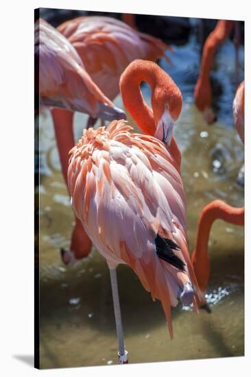 USA, Florida, Orlando. Pink Flamingos at Gatorland.-Lisa S. Engelbrecht-Stretched Canvas