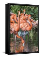 USA, Florida, Orlando, Pink Flamingos, Gatorland-Jim Engelbrecht-Framed Stretched Canvas