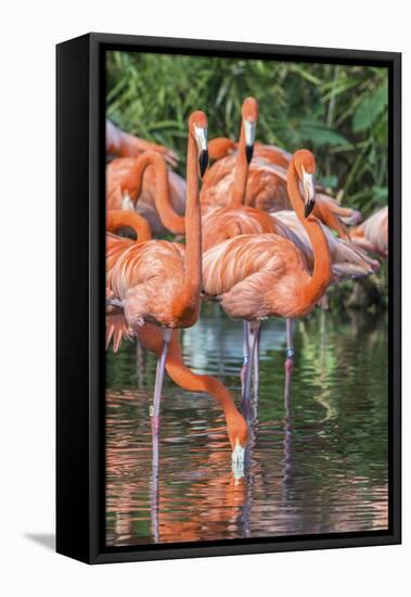 USA, Florida, Orlando, Pink Flamingos, Gatorland-Jim Engelbrecht-Framed Stretched Canvas