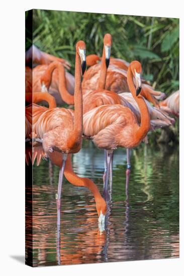 USA, Florida, Orlando, Pink Flamingos, Gatorland-Jim Engelbrecht-Stretched Canvas