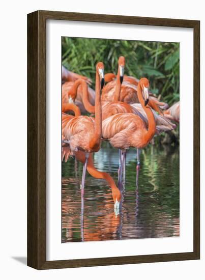 USA, Florida, Orlando, Pink Flamingos, Gatorland-Jim Engelbrecht-Framed Photographic Print