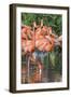 USA, Florida, Orlando, Pink Flamingos, Gatorland-Jim Engelbrecht-Framed Photographic Print