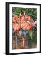 USA, Florida, Orlando, Pink Flamingos, Gatorland-Jim Engelbrecht-Framed Photographic Print