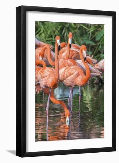 USA, Florida, Orlando, Pink Flamingos, Gatorland-Jim Engelbrecht-Framed Photographic Print