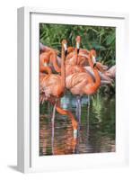 USA, Florida, Orlando, Pink Flamingos, Gatorland-Jim Engelbrecht-Framed Photographic Print