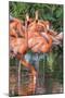 USA, Florida, Orlando, Pink Flamingos, Gatorland-Jim Engelbrecht-Mounted Photographic Print