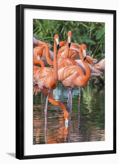 USA, Florida, Orlando, Pink Flamingos, Gatorland-Jim Engelbrecht-Framed Photographic Print