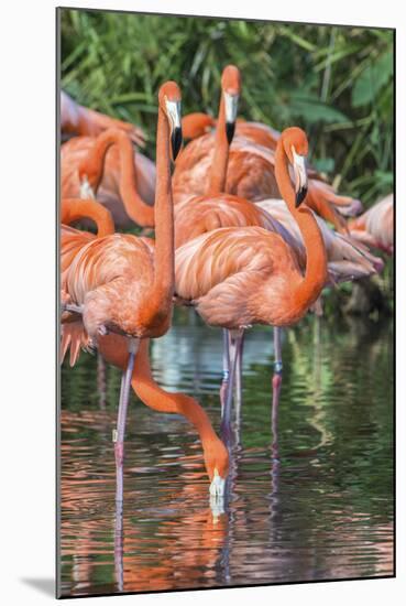 USA, Florida, Orlando, Pink Flamingos, Gatorland-Jim Engelbrecht-Mounted Photographic Print