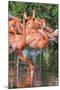 USA, Florida, Orlando, Pink Flamingos, Gatorland-Jim Engelbrecht-Mounted Photographic Print